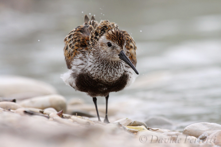 Piovanello pancianera